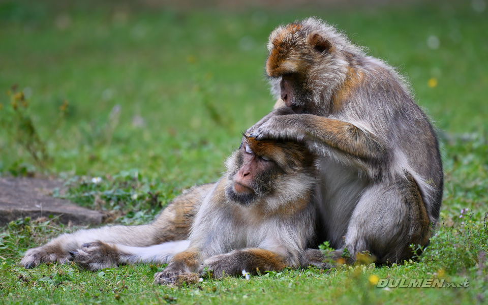 Barbary macaque (Macaca sylvanus)